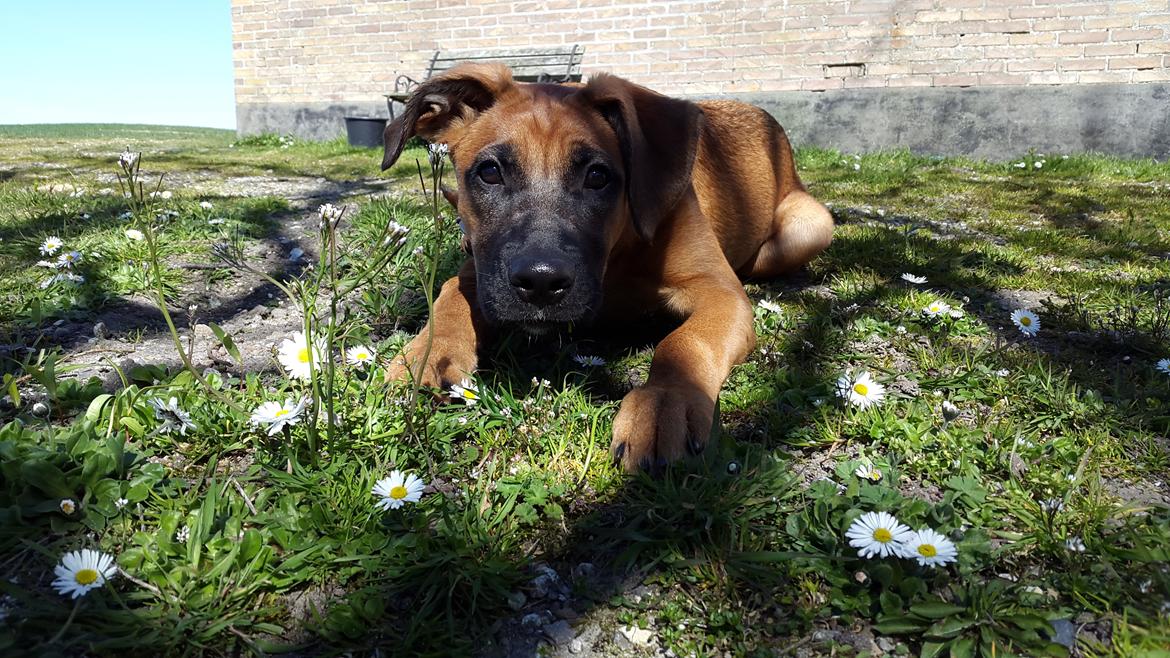 Blanding af racer Kela billede 3