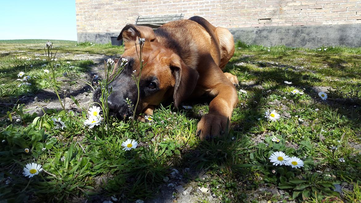 Blanding af racer Kela billede 26