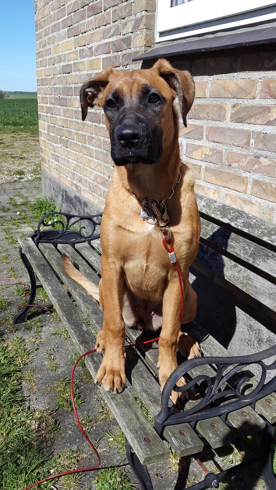 Blanding af racer Kela billede 27