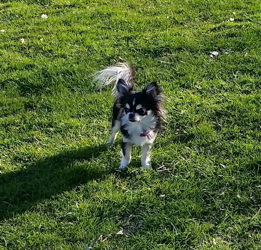 Chihuahua Tiny Star Dinka billede 10