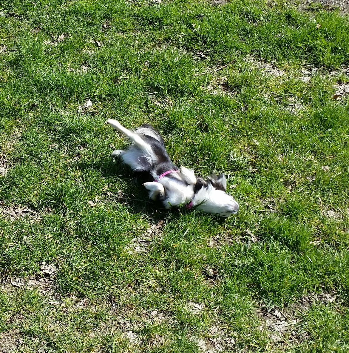 Chihuahua Tiny Star Dinka billede 11