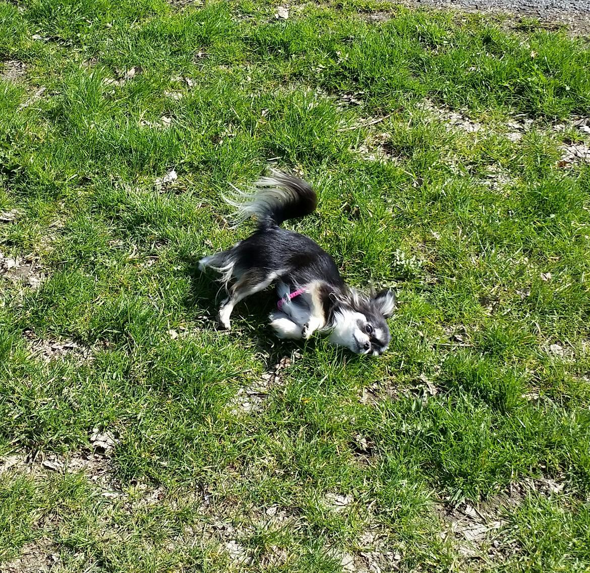 Chihuahua Tiny Star Dinka billede 12