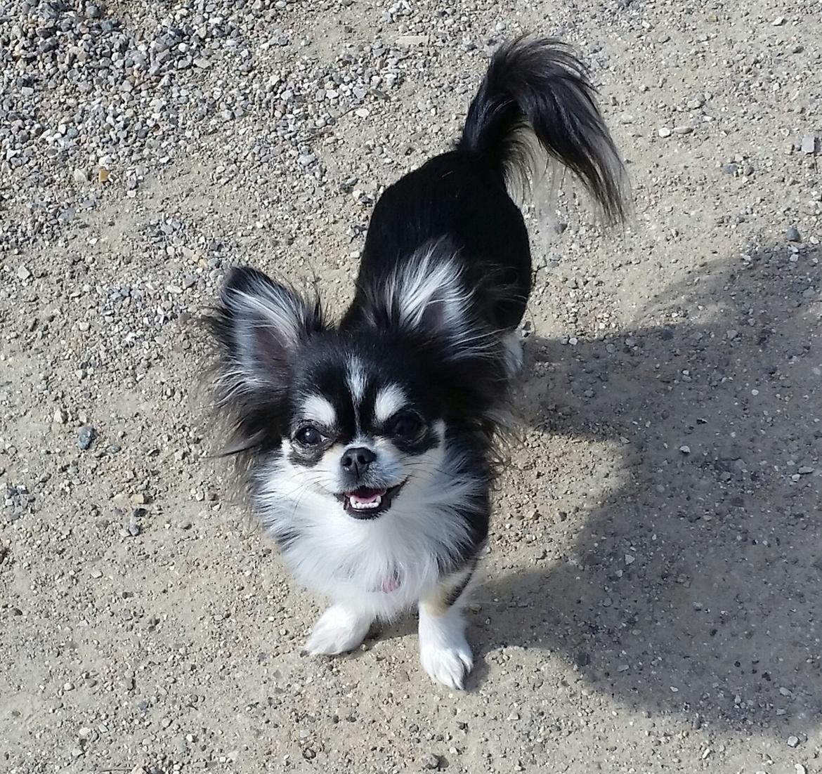 Chihuahua Tiny Star Dinka billede 13