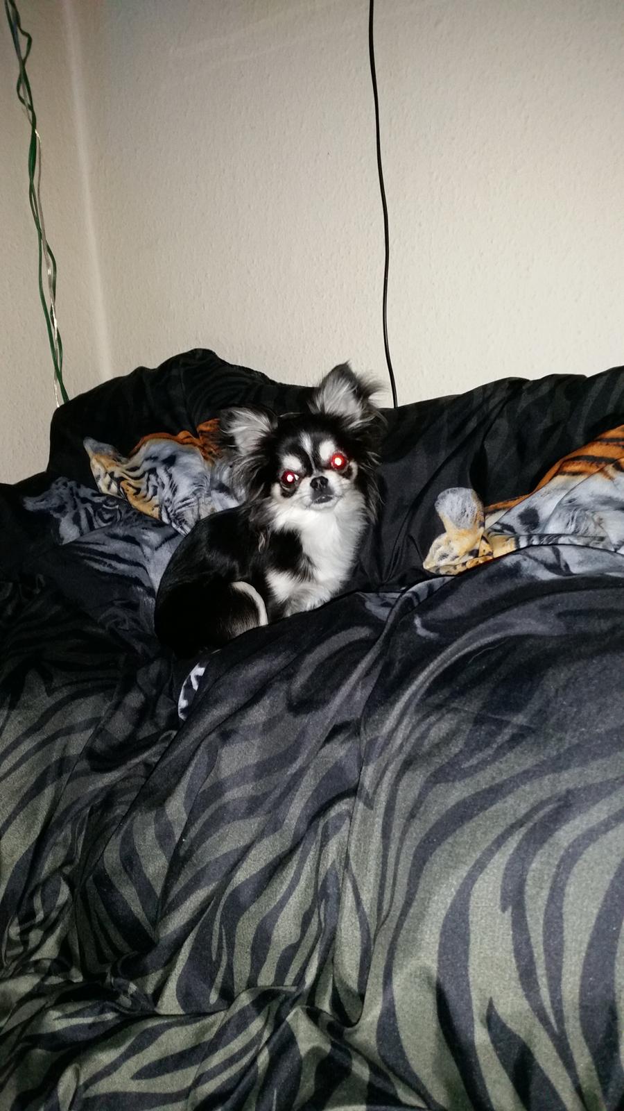 Chihuahua Tiny Star Dinka billede 14