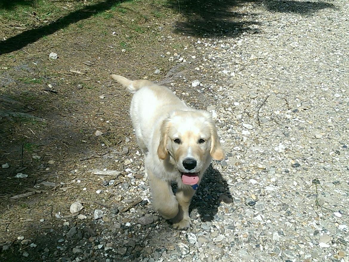 Golden retriever Konrad billede 23