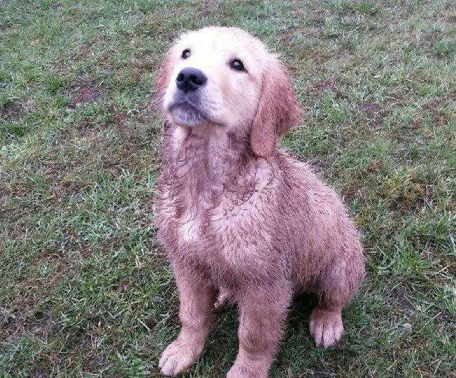 Golden retriever Konrad billede 24