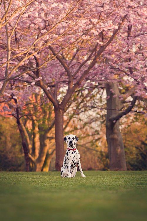 Dalmatiner Hugin (Spotdog's Everything Elegant) - 13 måneder gammel billede 19