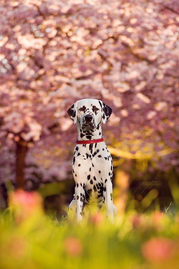 Dalmatiner Hugin (Spotdog's Everything Elegant) - 13 måneder gammel billede 17