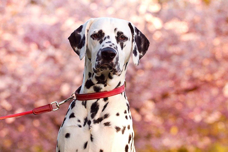 Dalmatiner Hugin (Spotdog's Everything Elegant) - 13 måneder gammel billede 18