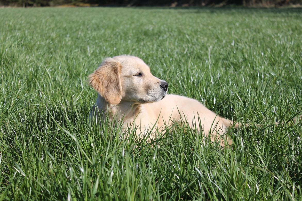 Golden retriever Konrad billede 1