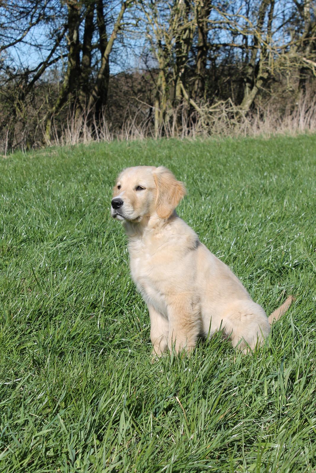 Golden retriever Konrad billede 25