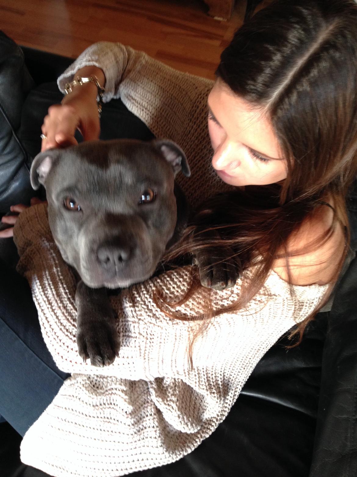 Staffordshire bull terrier Herman billede 32