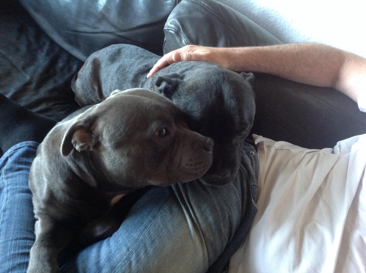 Staffordshire bull terrier Herman billede 33