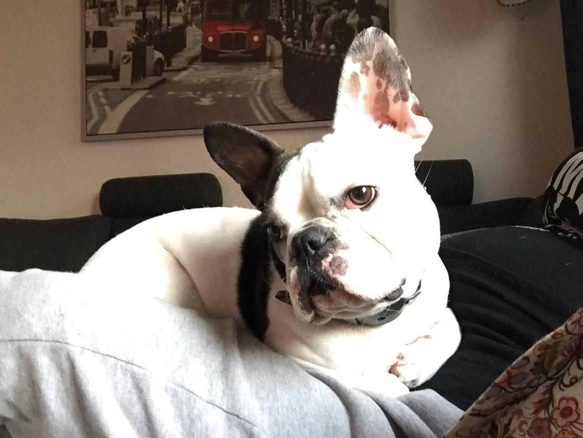 Fransk bulldog Jessie billede 2