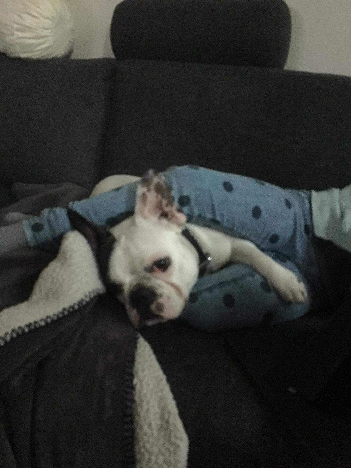 Fransk bulldog Jessie billede 3