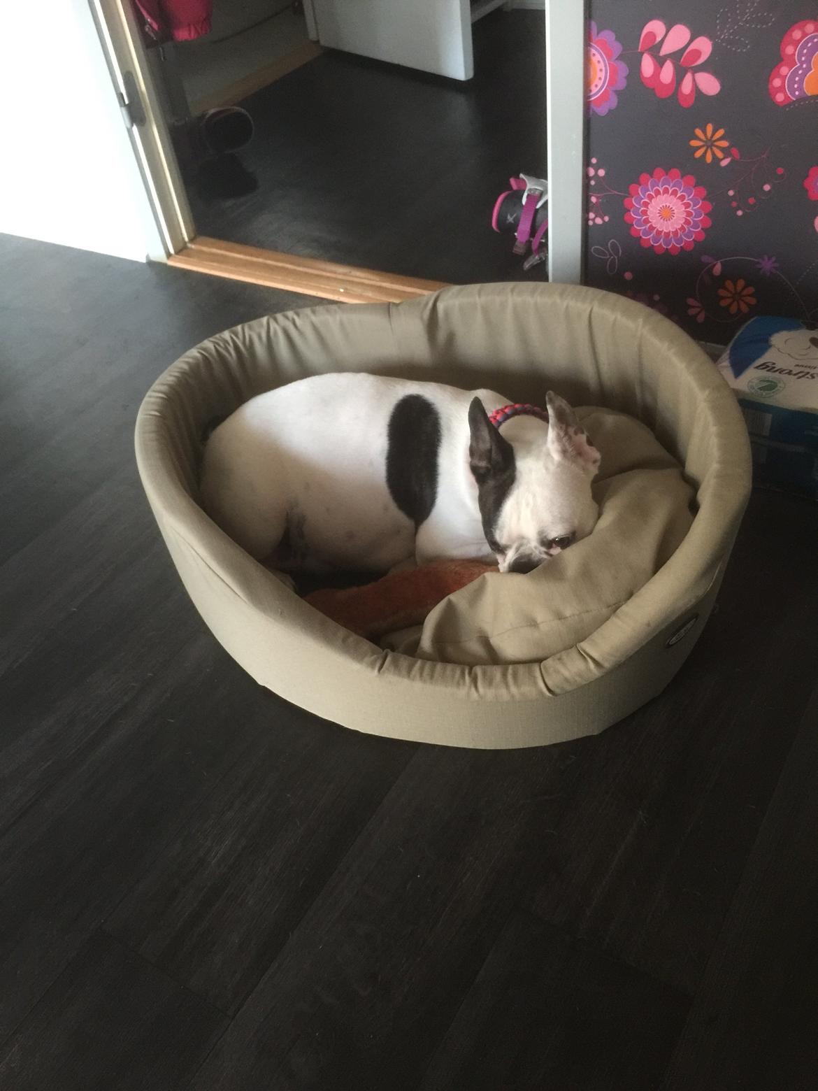 Fransk bulldog Jessie billede 4