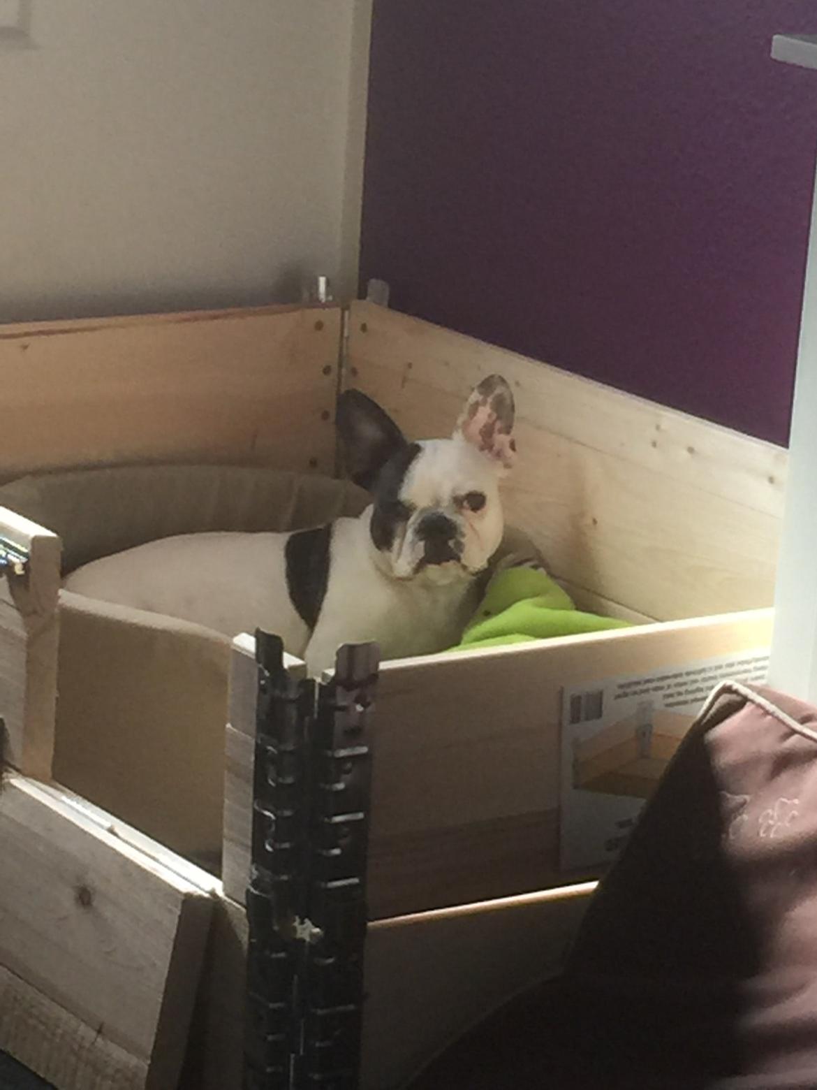 Fransk bulldog Jessie billede 5