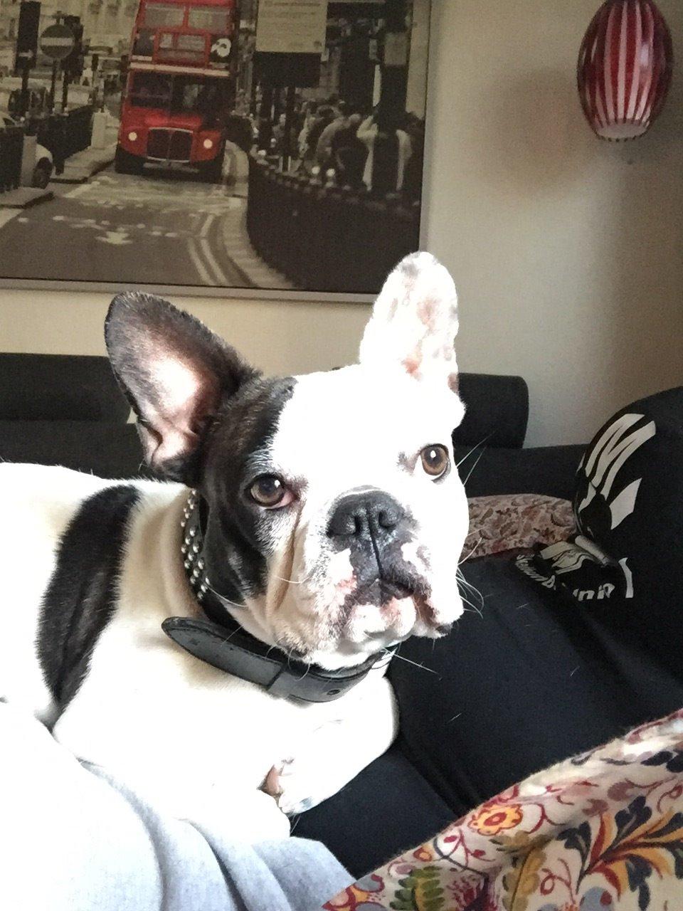 Fransk bulldog Jessie billede 1