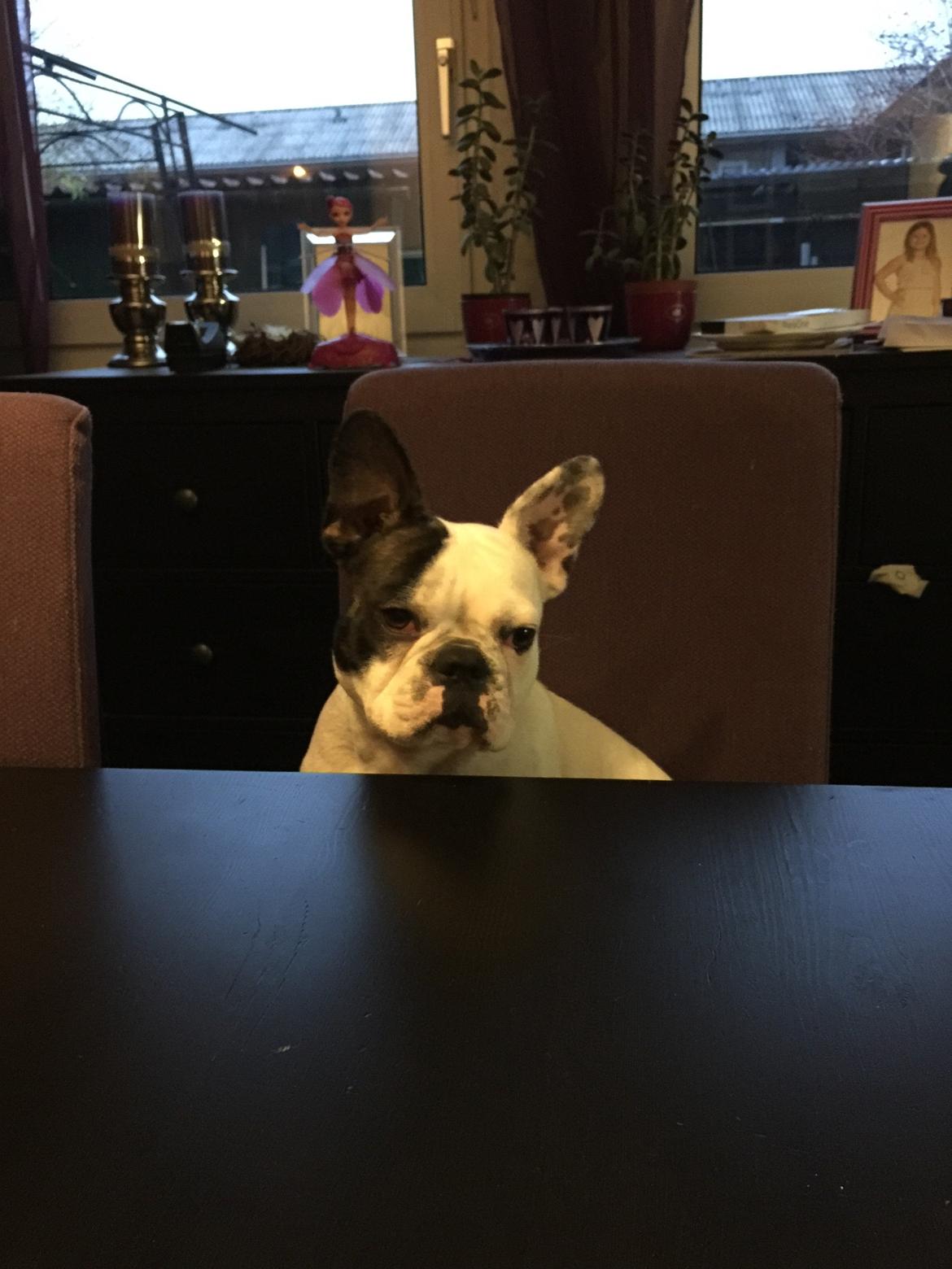 Fransk bulldog Jessie billede 6