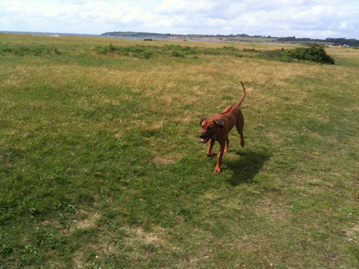 Rhodesian ridgeback Qato billede 20