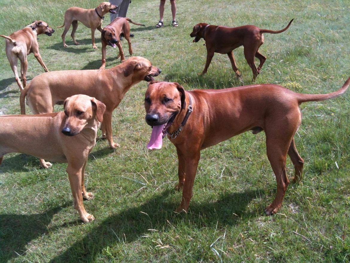 Rhodesian ridgeback Qato billede 21