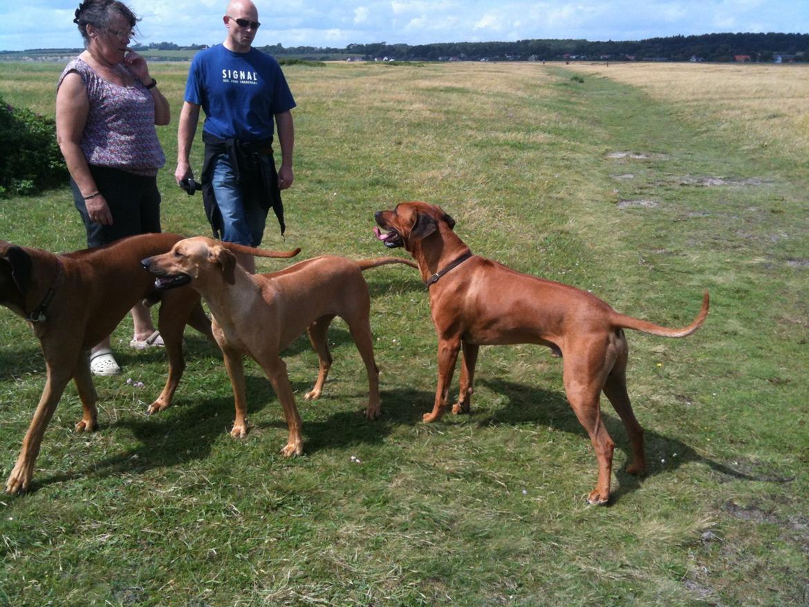 Rhodesian ridgeback Qato - Ridgeback træf på Fyn! billede 19