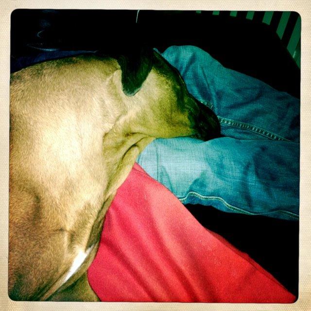 Rhodesian ridgeback Qato billede 23