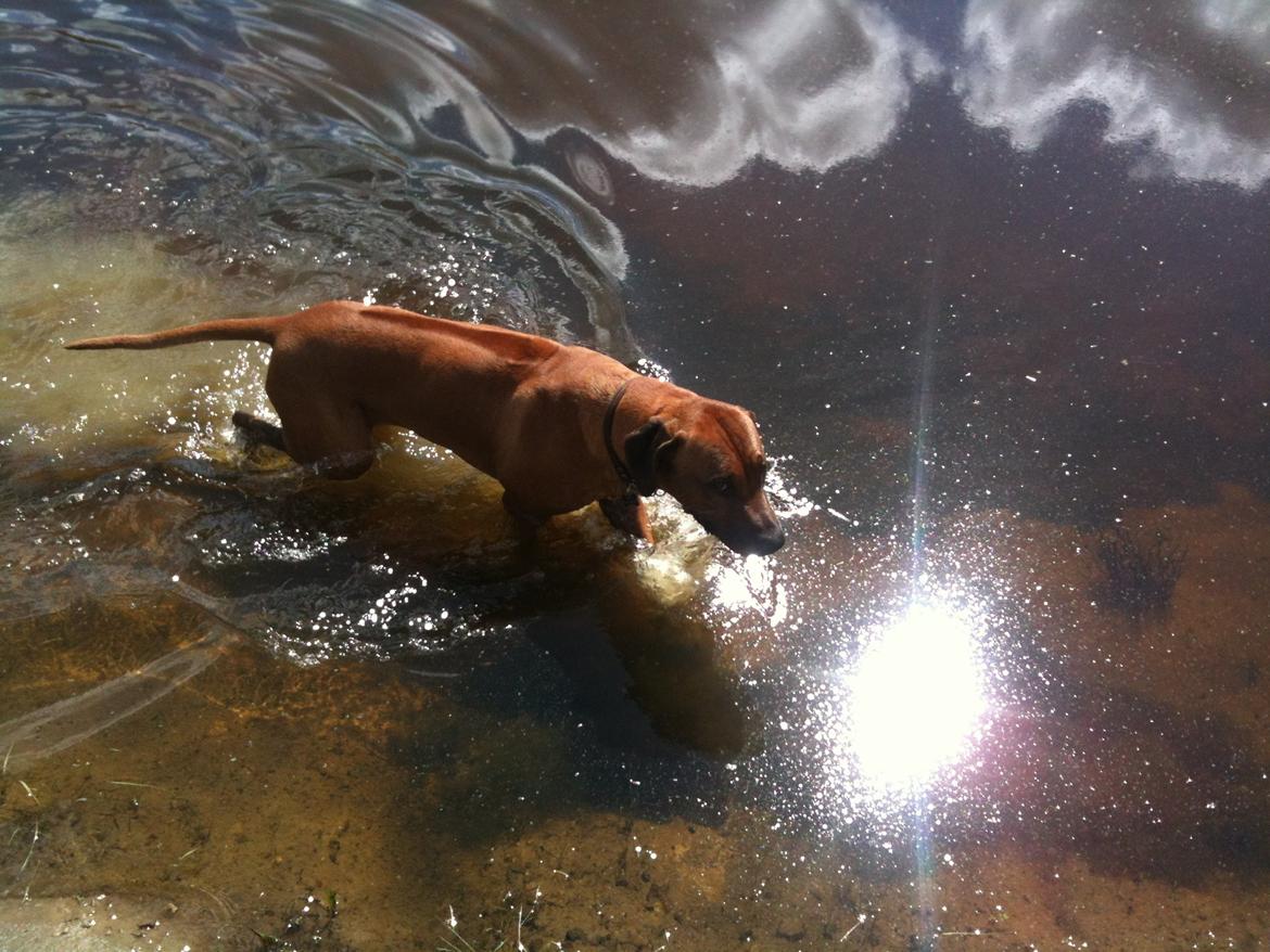 Rhodesian ridgeback Qato - Har glemt at Ridgeback ikke kan lide vand - har været med mor ude og løbe i skoven - så er en dukkert da lige hvad man mangler! billede 22