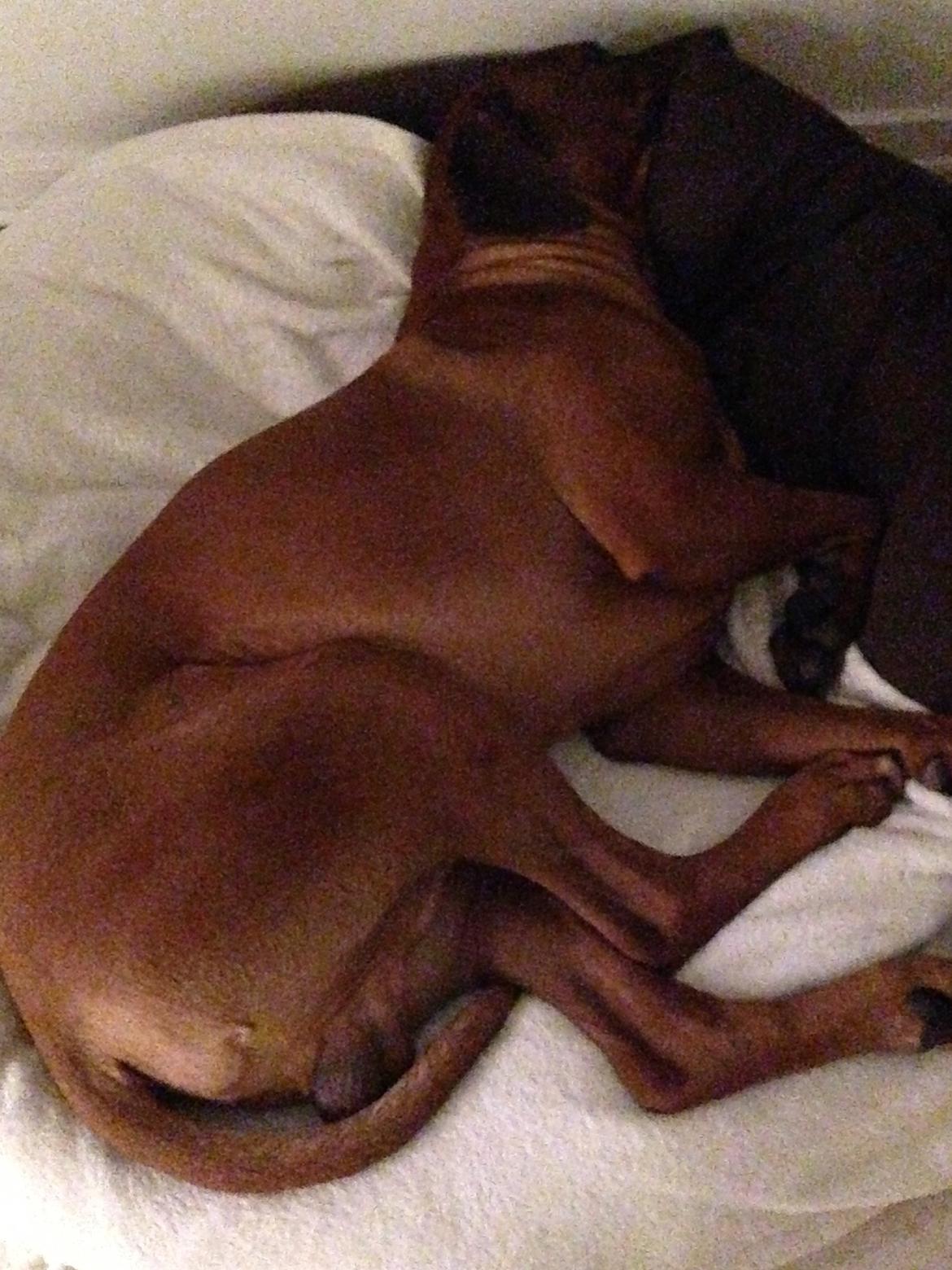 Rhodesian ridgeback Qato billede 25