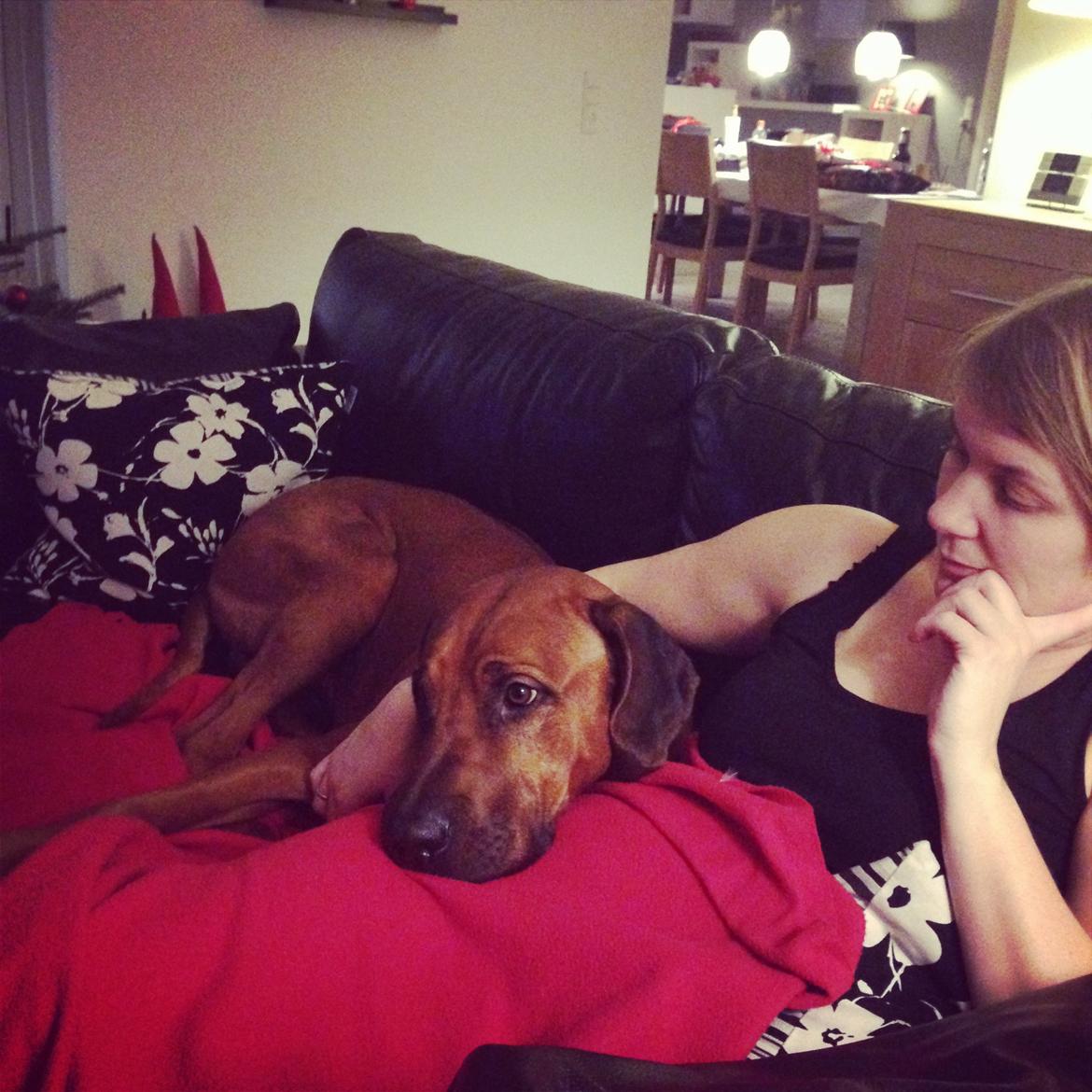 Rhodesian ridgeback Qato - Lykken er at ligge i sofaen med mor! billede 26