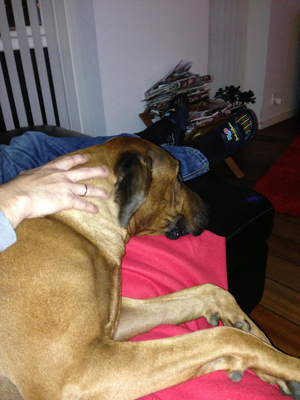 Rhodesian ridgeback Qato billede 24