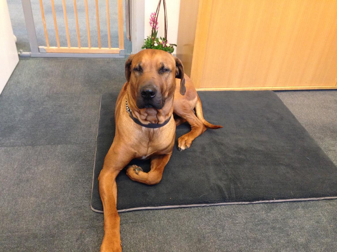 Rhodesian ridgeback Qato - Med mor i butikken billede 28