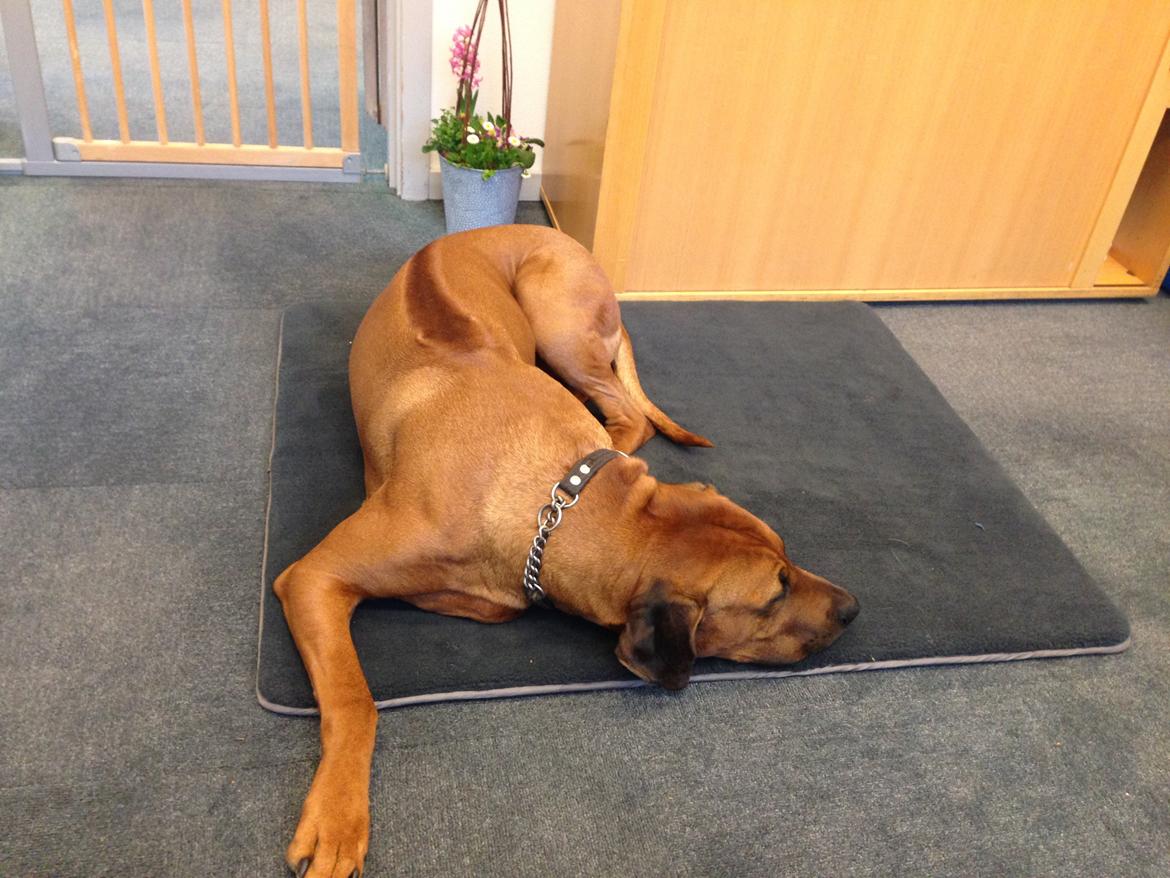 Rhodesian ridgeback Qato billede 29