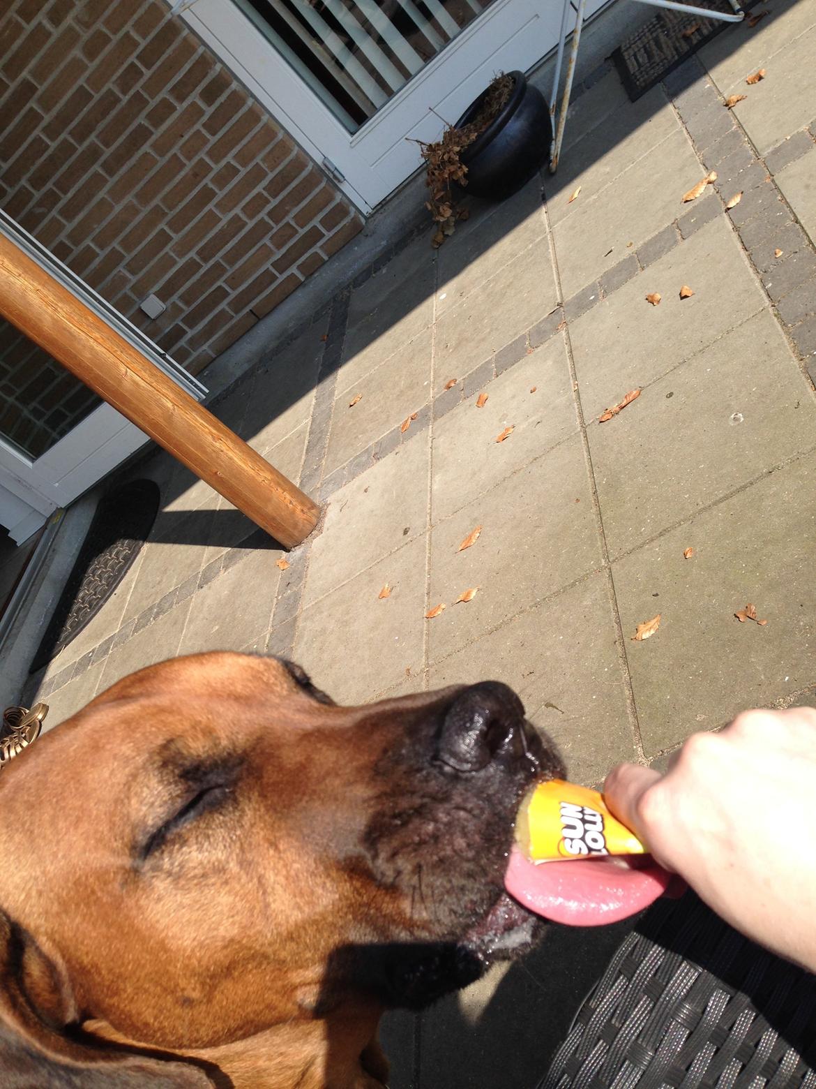 Rhodesian ridgeback Qato - Ummm lækkert med et sutis i varmen! billede 30