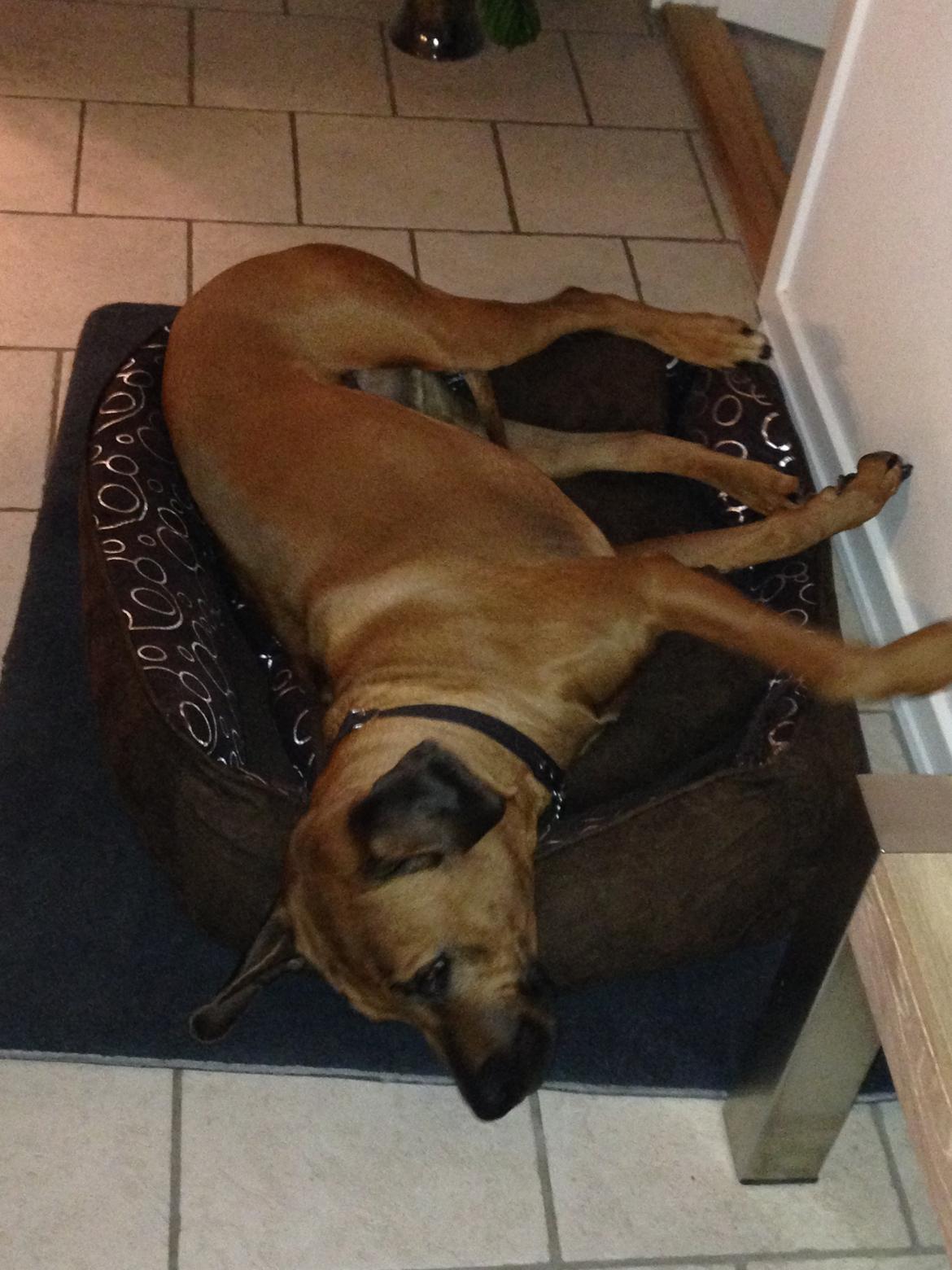 Rhodesian ridgeback Qato billede 31