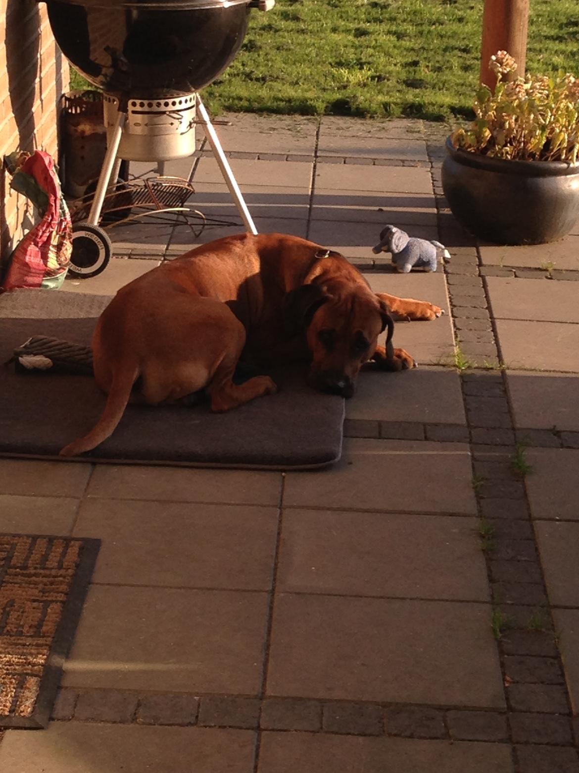 Rhodesian ridgeback Qato billede 32