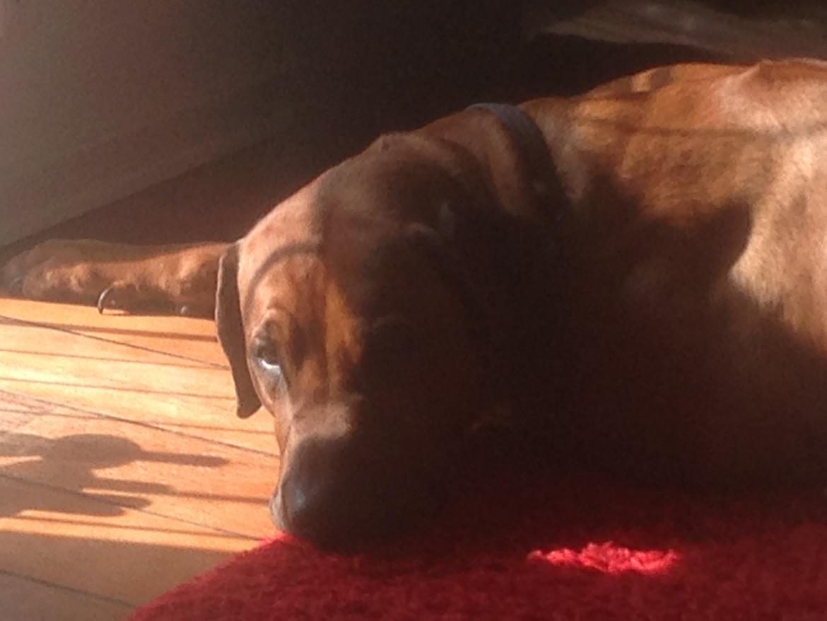 Rhodesian ridgeback Qato billede 33