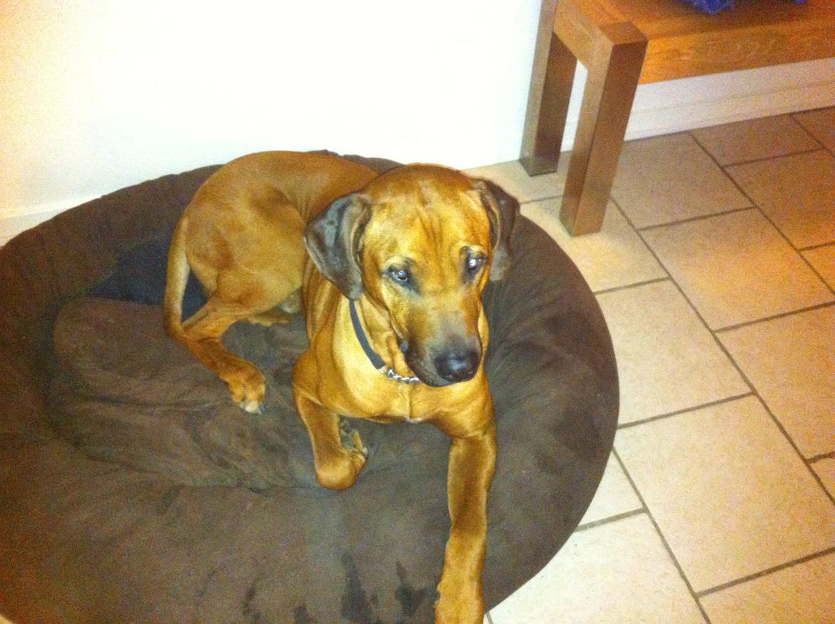 Rhodesian ridgeback Qato billede 27