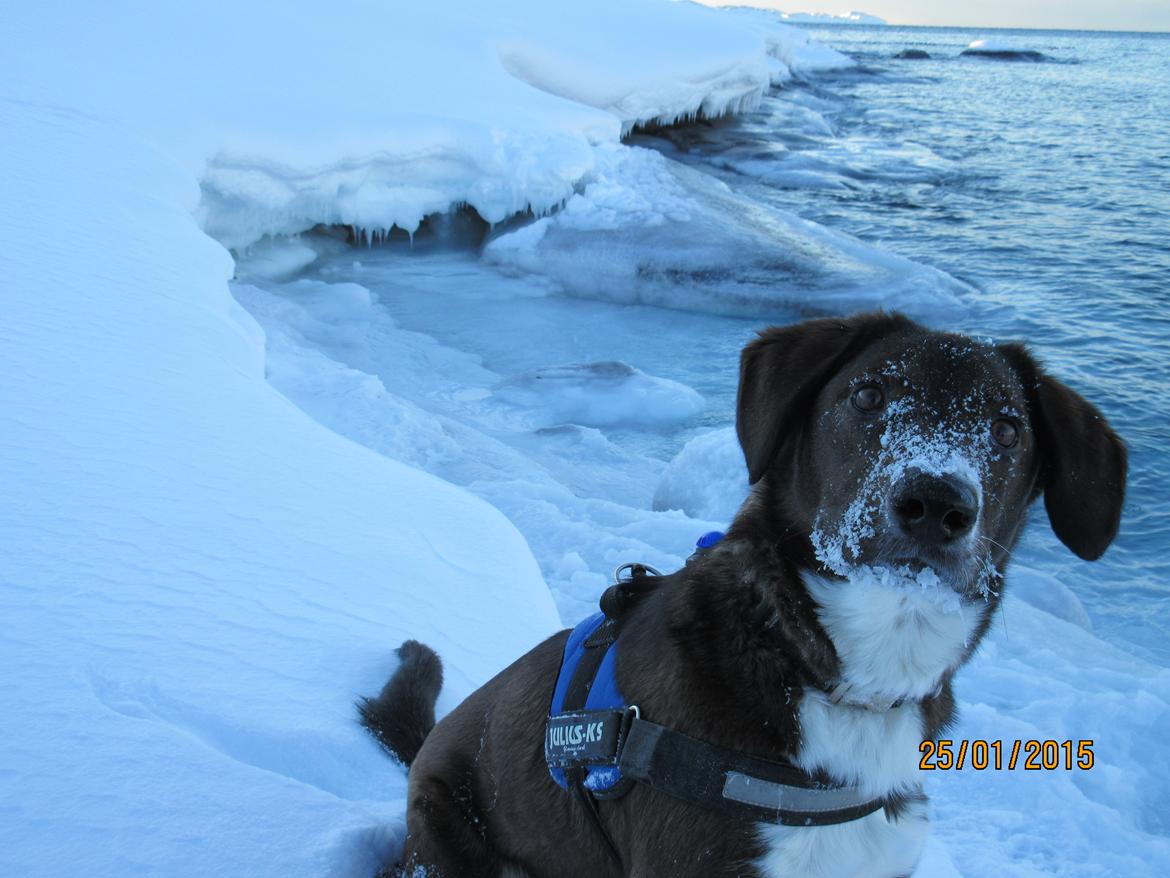 Grønlandshund - Bob billede 14