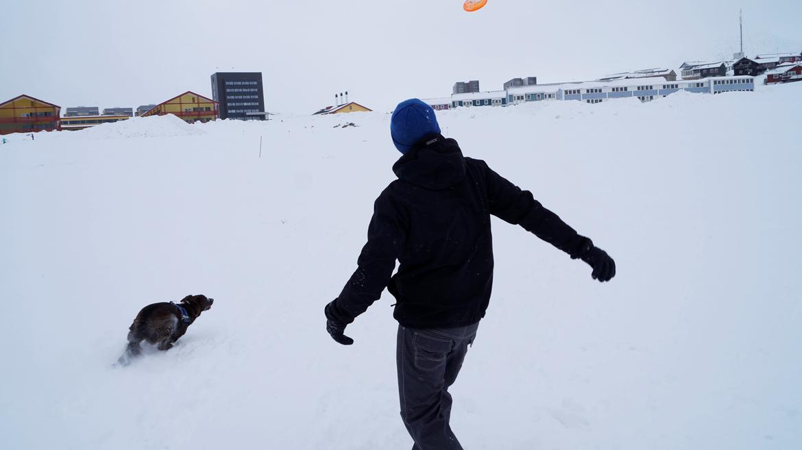 Grønlandshund - Bob billede 15