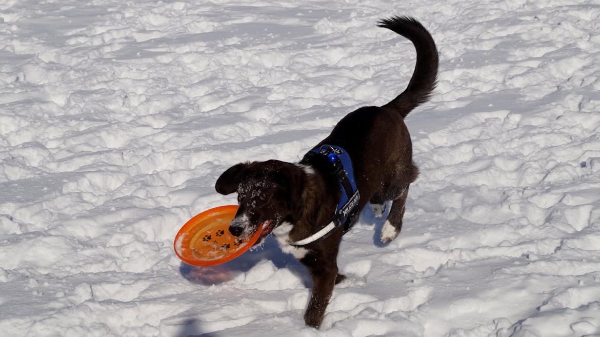 Grønlandshund - Bob billede 17