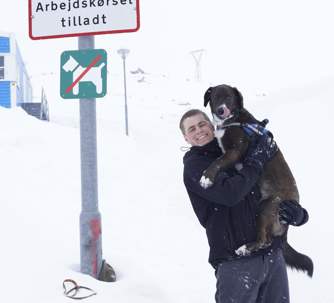 Grønlandshund - Bob - Vi gør hvad vi vil! ;) billede 19