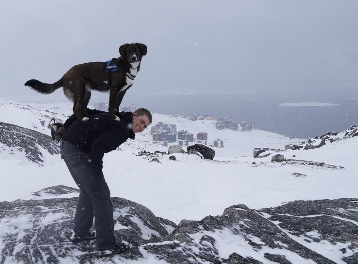 Grønlandshund - Bob billede 18