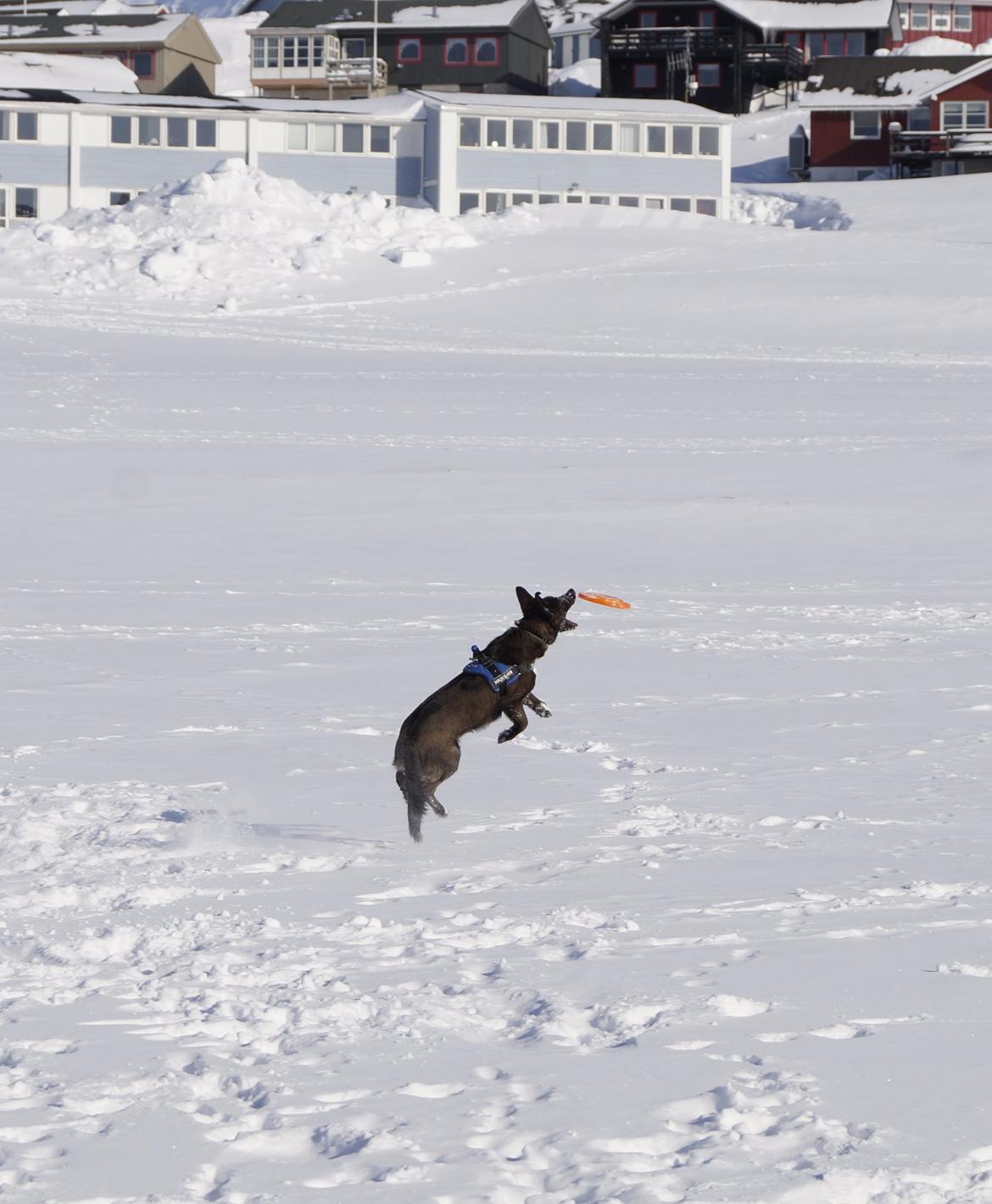 Grønlandshund - Bob billede 16