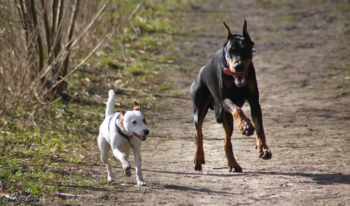 Dobermann Tahi-réme Nikon / Nooka billede 16
