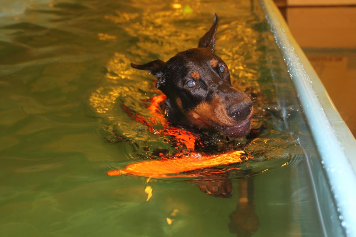 Dobermann Tahi-réme Nikon / Nooka billede 20