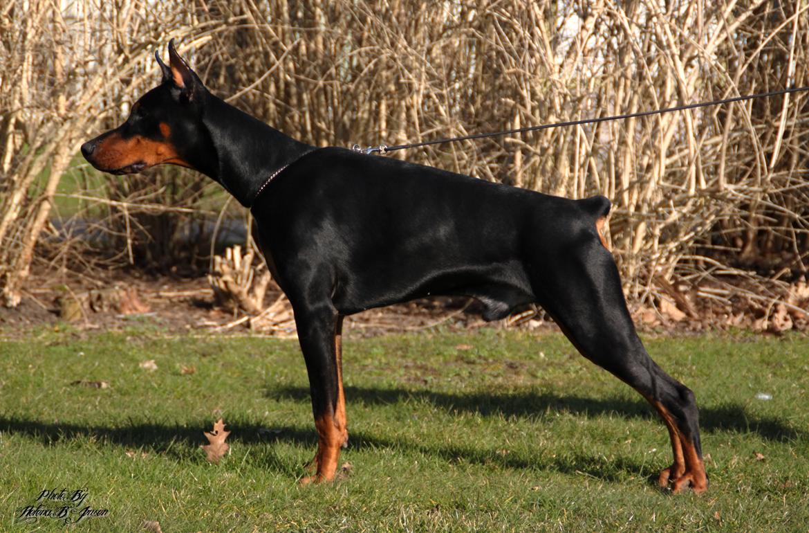 Dobermann Tahi-réme Nikon / Nooka billede 17