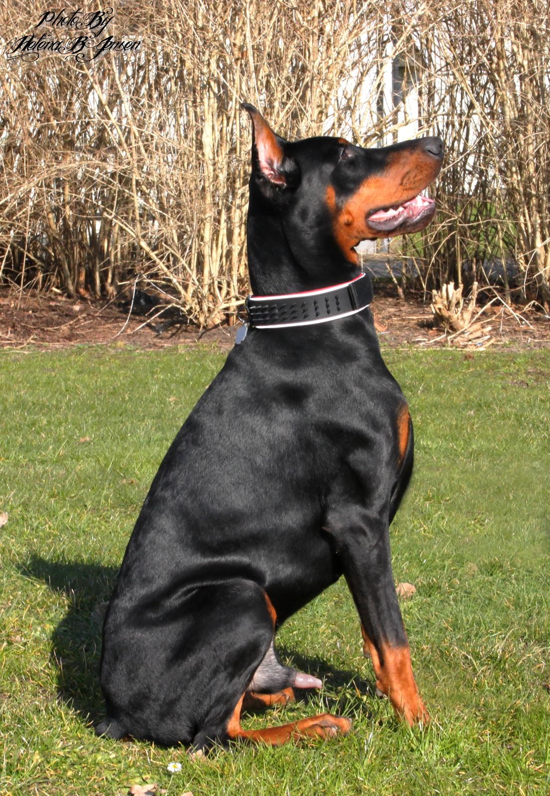 Dobermann Tahi-réme Nikon / Nooka billede 18