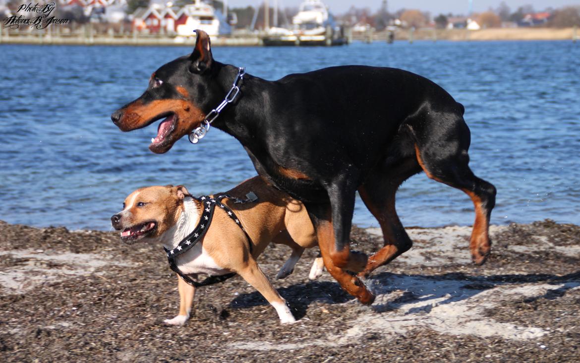 Dobermann Tahi-réme Nikon / Nooka billede 21