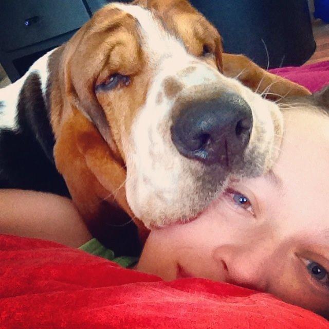 Basset hound Paddington billede 27